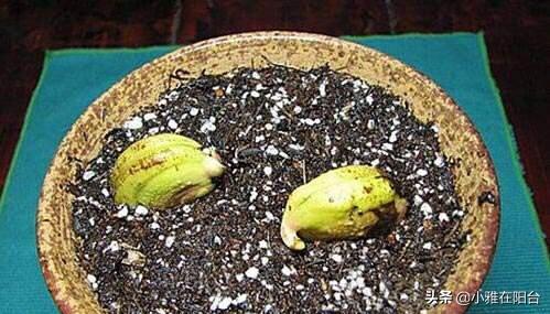 两种水果，吃完籽儿留下，撒盆里，一年长成小盆栽，果子结满了