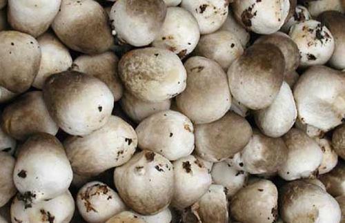 上海草菇反季节栽培法，这些种植细节你是否知道呢，来学习一下吧