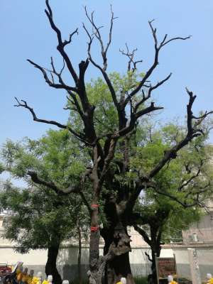黄连木种植技术(济宁城区1号古树：黄连木，又称楷树，树龄高达2400多岁)