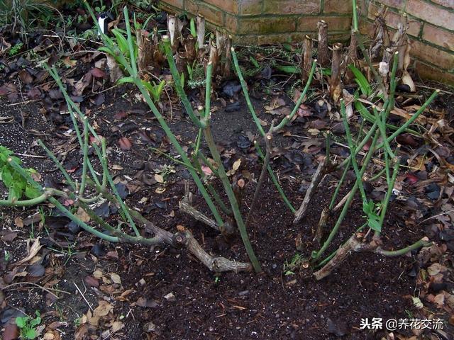 养护灌木月季掌握这些修剪技巧，年年能不断重复开花