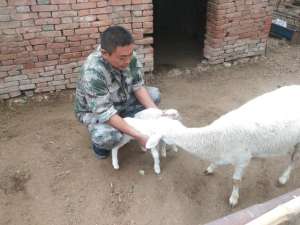 棉羊养殖技术(养羊，当然是只选对的不选贵的——论养殖山羊绵羊各自的优劣之处)