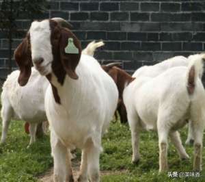 海南波尔山羊养殖(波尔山羊、小尾寒羊、杜泊羊的养殖技巧)