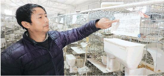 乡村创业迎来好时代，阳朔村民种沃柑发现“宝”——鸽子粪牵出年产值800万元的养殖场