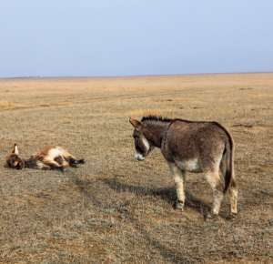 新疆驴养殖(新疆驴如何饲养，管理上有什么特别要求，养殖技术介绍)