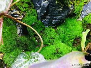 莫斯的种植(水陆缸中所需苔藓类尤其是一些附着在石头上或木头上用莫斯更好养)