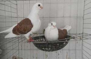 白羽王鸽养殖技术(发展肉鸽养殖前的注意问题)