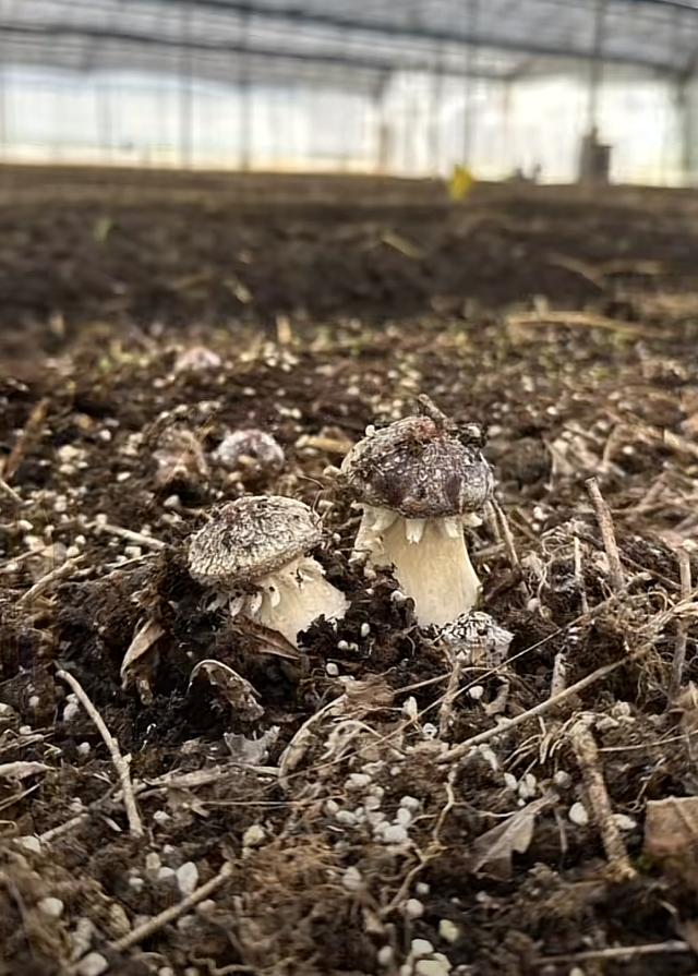 种蘑菇遇难题，湖北宜昌95后小伙发视频求助，没想到当地农科院专家真来了