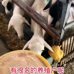 麦麸养殖蝇蛆技术视频(麦麸喂羊，好处和坏处，别瞎喂，养好羊，多收益#养羊人)