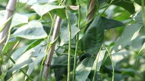花江豆的种植(豆角开花结荚期，浇水管理要做好，农户快来看看吧)