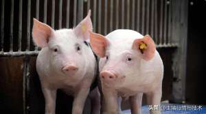 瘦肉猪养殖(如何养好后备猪的六条注意事项，养猪人务必牢记)