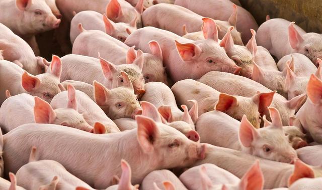 中国南方地区猪的养殖技术