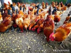 柴鸡养殖一亩养多少鸡(散养土鸡巧用南瓜和玉米，鸡长得快而且肥，还可以节省不少成本)