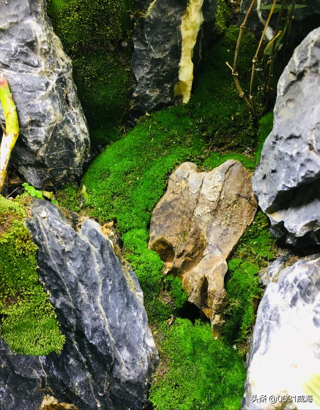 水陆缸中所需苔藓类尤其是一些附着在石头上或木头上用莫斯更好养