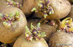 土豆养殖(猪中毒系列（二）：马铃薯（土豆）中毒的症状和预防、治疗)