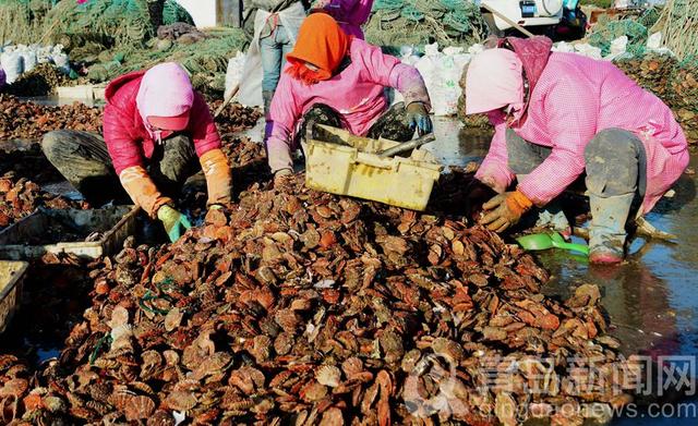 本地养殖贝类海鲜大丰收 海蛎子扇贝毛蚶肥美实惠