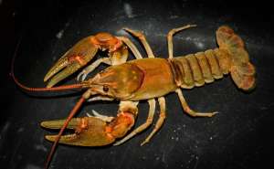 龙虾海水养殖(澳洲淡水龙虾：打破地域限制的高效益养殖品种)