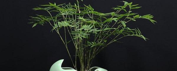 米竹的养殖方法和注意事项