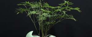 富贵竹的养殖(米竹的养殖方法和注意事项)