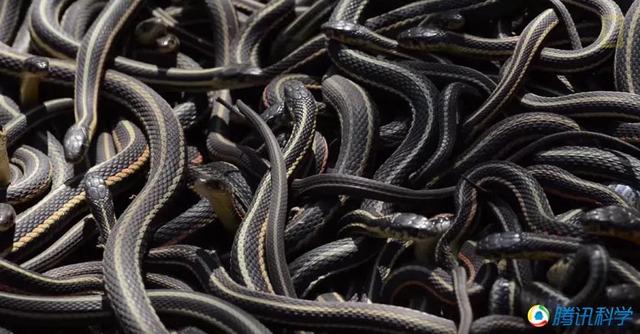 养殖1000条蛇能赚多少钱？
