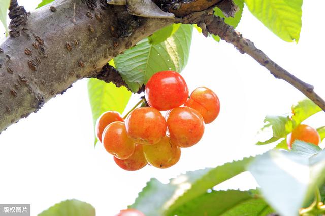 酸甜可口的甜樱桃种植，用矮化设施栽培技术 ，产量高，品质更好