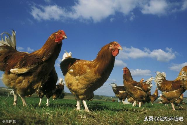 无抗养殖大环境下，如何防治禽病，养殖人收藏