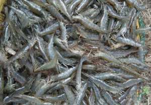淡水虾养殖条件(湖北华沃生态农业有限公司告诉你南美白对虾的淡水养殖技术)