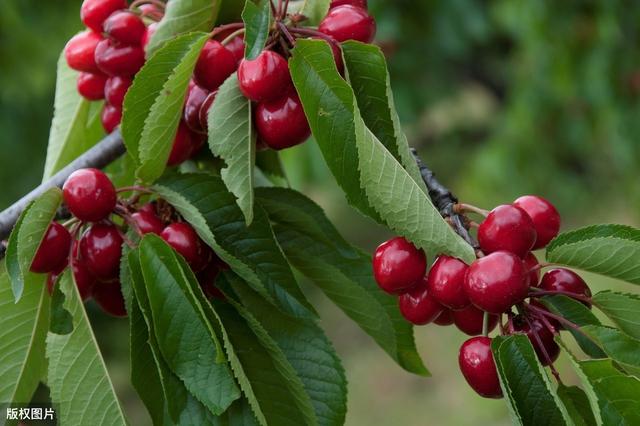酸甜可口的甜樱桃种植，用矮化设施栽培技术 ，产量高，品质更好