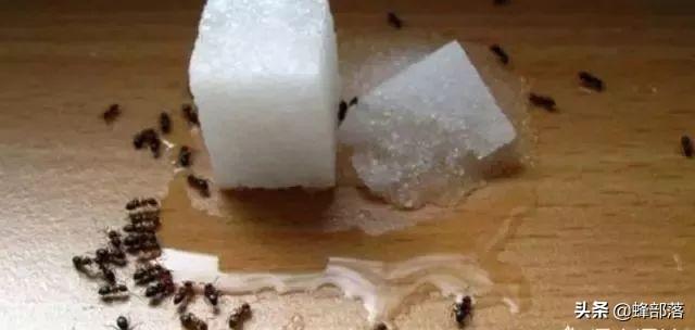 蚂蚁进入蜂群危害怎么办？分3种情况，养蜂人告诉你怎么解决