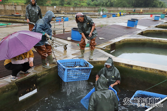 贵州锦润水产品有限责任公司： 用好山间水资源 养出优质生态鱼