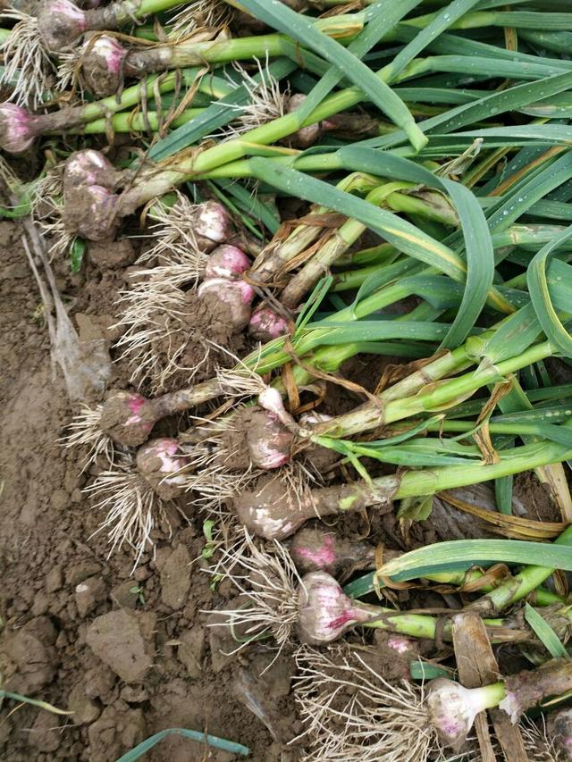 现代农业研究：河南早熟大蒜—长豇豆套种宜机化轻简化栽培模式