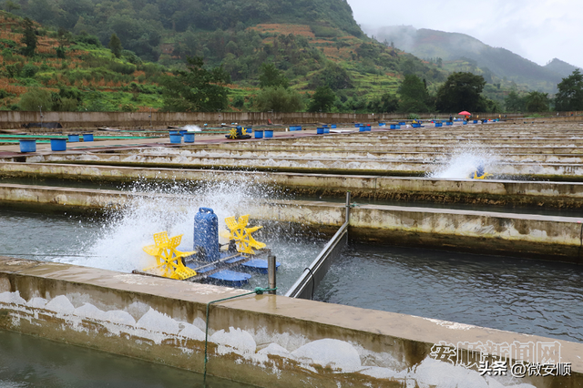 贵州锦润水产品有限责任公司： 用好山间水资源 养出优质生态鱼