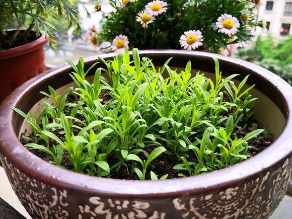 盆栽康乃馨，称为“小清新”，适合家养，对土壤肥料都不挑剔