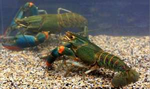 澳洲小龙虾养殖(澳洲淡水龙虾的养殖陷阱，定位高端、利润丰厚也有一定风险)