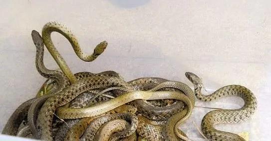 养殖1000条蛇能赚多少钱？