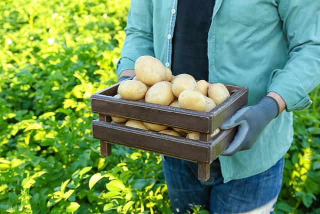 「科普」马铃薯种植技术分享