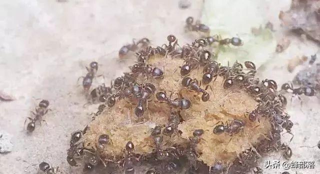蚂蚁进入蜂群危害怎么办？分3种情况，养蜂人告诉你怎么解决