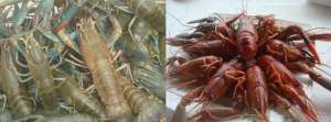 小溪虾养殖技术(初学澳洲淡水龙虾的养殖，它和小龙虾（克氏原螯虾）的区别)