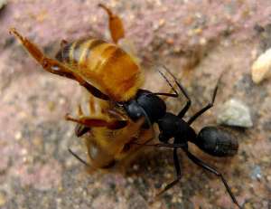 蚂蚁养殖箱(蜜蜂养殖，如何杜绝蚂蚁在覆布上做窝，这个小方法教给你)