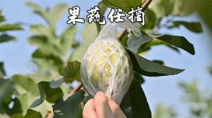 盆石榴的养殖方法(52亩大的生态果园，番石榴任吃任摘赶鸡抓鸭、吃农家菜)