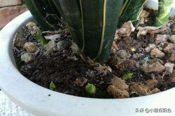 虎皮兰到底怎么浇水怎么养？一个小技巧，越长叶越多，侧芽冒好多