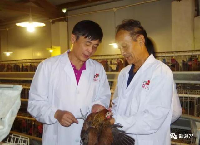 云南21个地方品种，茶花鸡将成为首个地方鸡配套系成功范例丨国鸡侣行