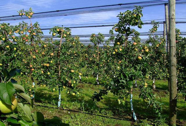 苹果矮化高产栽培集成技术，抓好这6个要点管理，促进苹果树生长