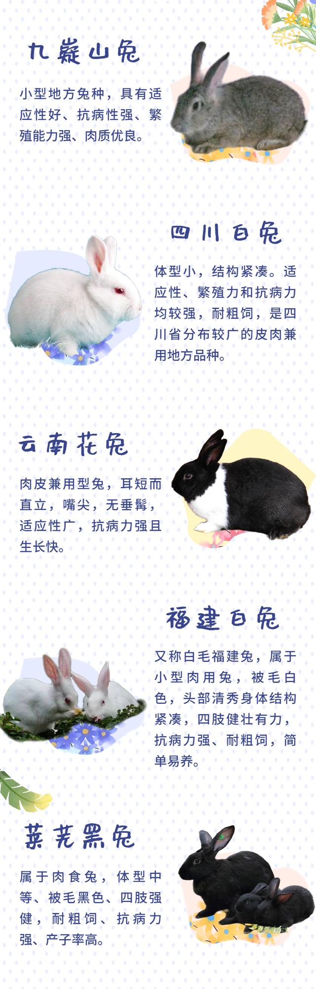 智惠农民丨科学养兔好致富！这些养殖兔你认识几种？