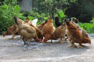肉鸡苗养殖(养鸡第八节——鸡苗22~30日龄的管理)