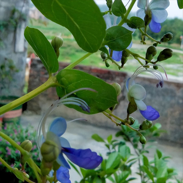蓝蝴蝶一年开几次花，养好了，一年开花300天！