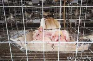 白鸽养殖场图片(广东养猪大户猪场清栏，投资90万元改养鸽，每对种鸽利润超100元)