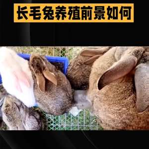 安哥拉兔养殖前景(长