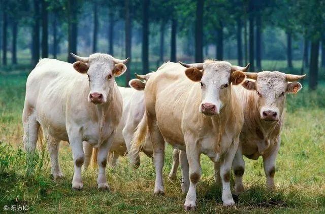 西门塔尔牛和夏洛莱牛哪个品种更容易养殖？