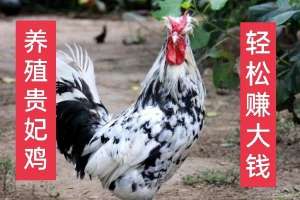 养殖贵妇鸡(农村养殖好项目：养殖贵妃鸡，发家致富很简单)
