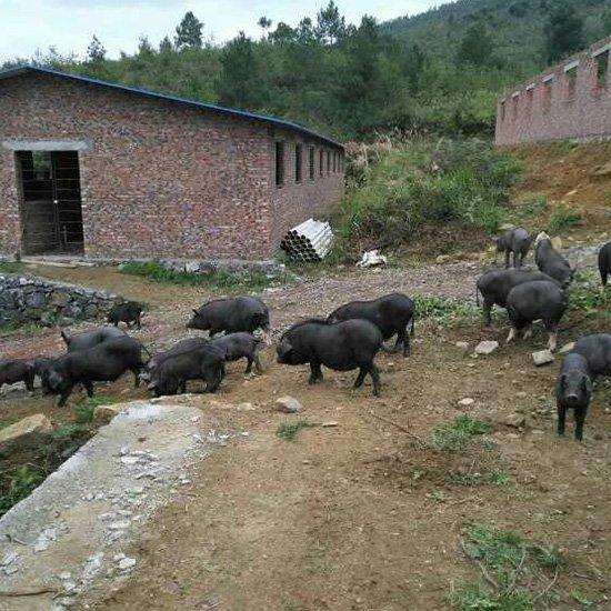 贵州山区的猪和鸡是这么养的，简直养成了野猪野鸡了